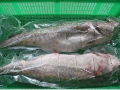 供應(yīng)冷凍馬加魚與鱈魚批發(fā) 粗加工水產(chǎn)品的市場(chǎng)機(jī)遇與價(jià)值