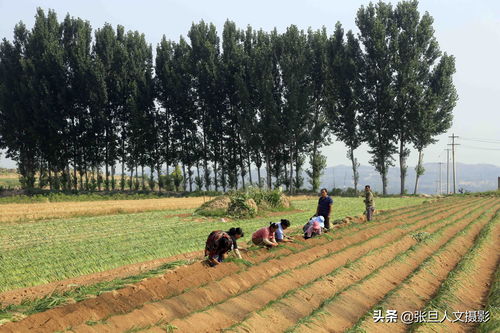 蔥農(nóng)擴大種植面積的機遇與挑戰(zhàn) 理性規(guī)劃與科學(xué)培育之道