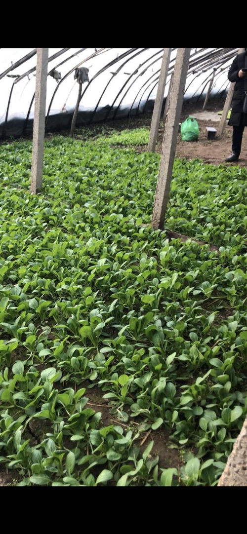 華濱生物百億擴(kuò)繁，引領(lǐng)農(nóng)業(yè)種植進(jìn)入強(qiáng)效補(bǔ)菌新時代