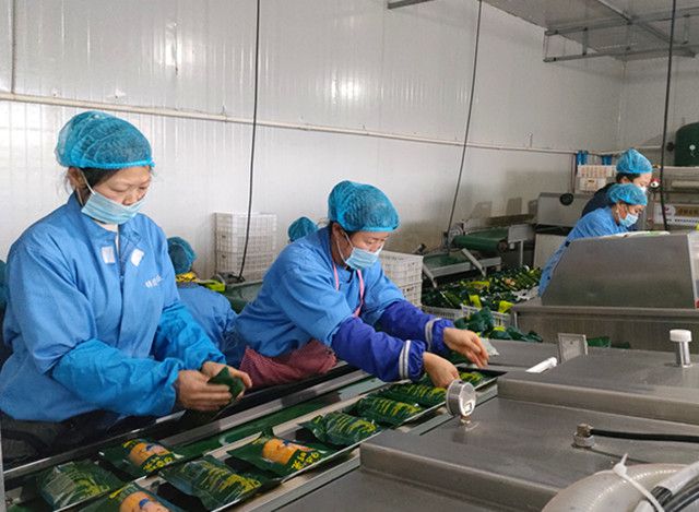 春潮涌動黑土地，寶清農民家門口捧起‘金飯碗’